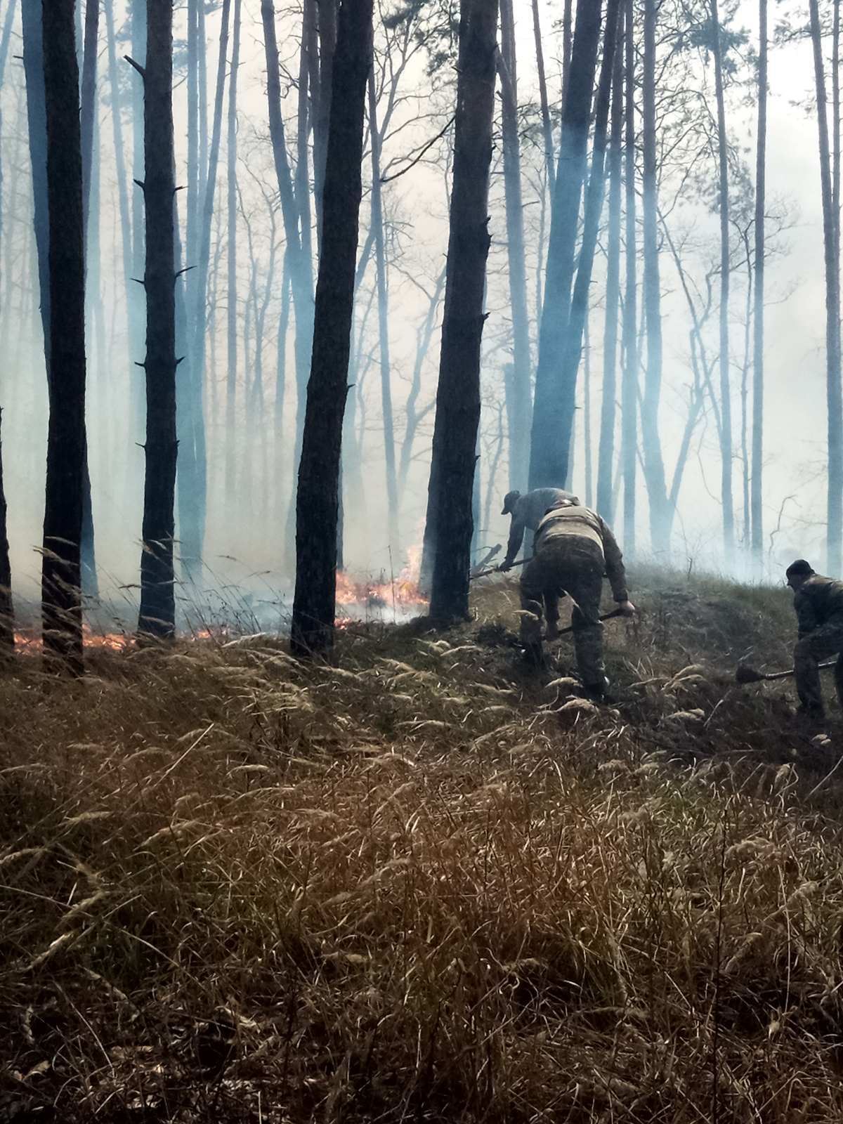 Пожежа в Голосіївському парку
