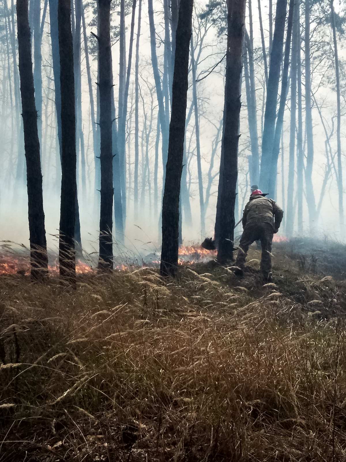 Пожежа в Голосіївському парку