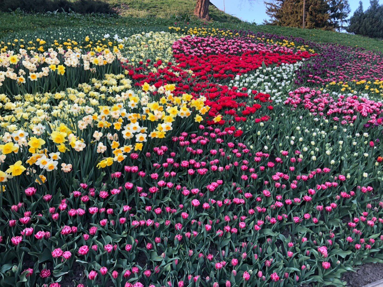 Співоче поле запрошує відвідати популярну щорічну виставку тюльпанів онлайн
