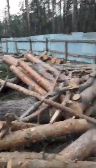 В Ірпені забудовник повалив ліс у зеленій зоні: активісти "помстилися". Відео
