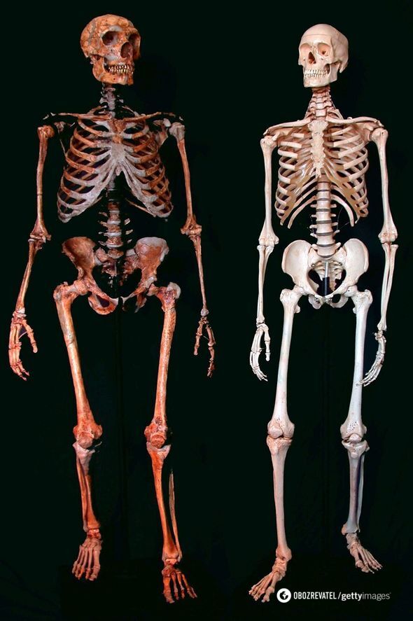 Скелет неандертальця та сучасної людини