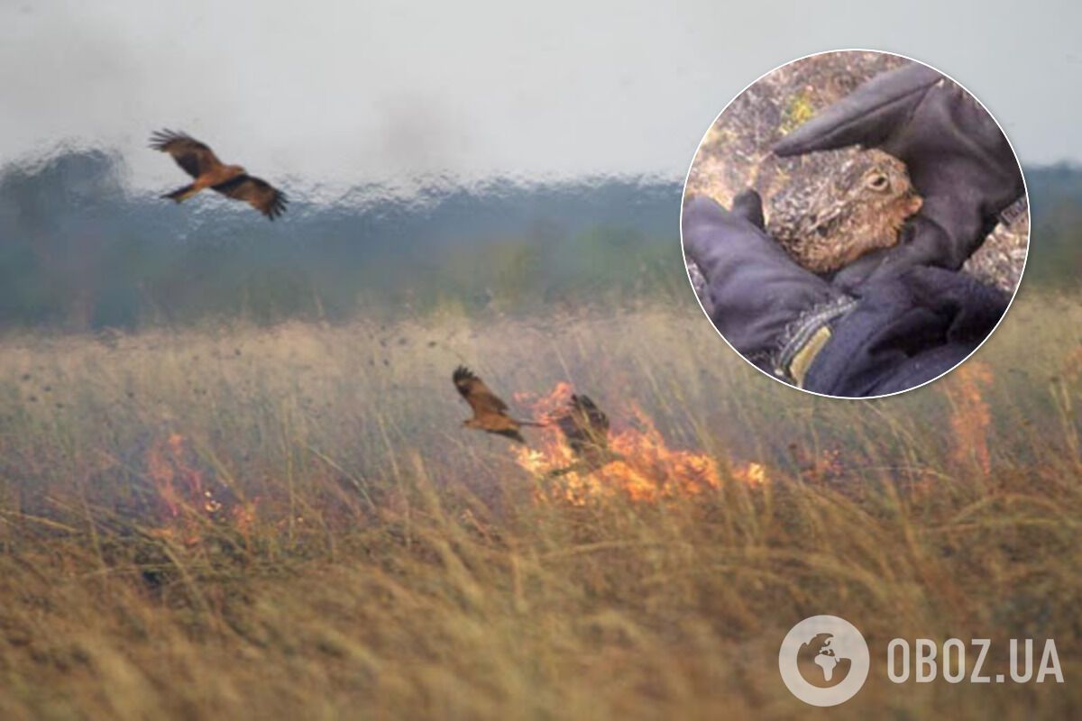 Від спалювання сухої трави гинуть тварини