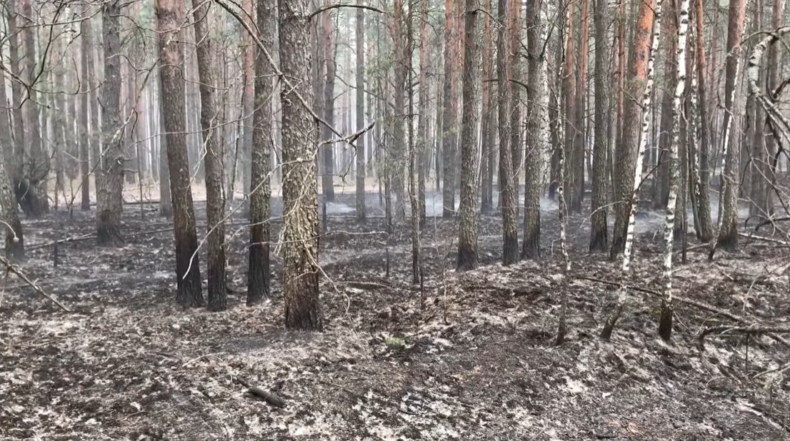 Последствия пожаров на Житомирщине