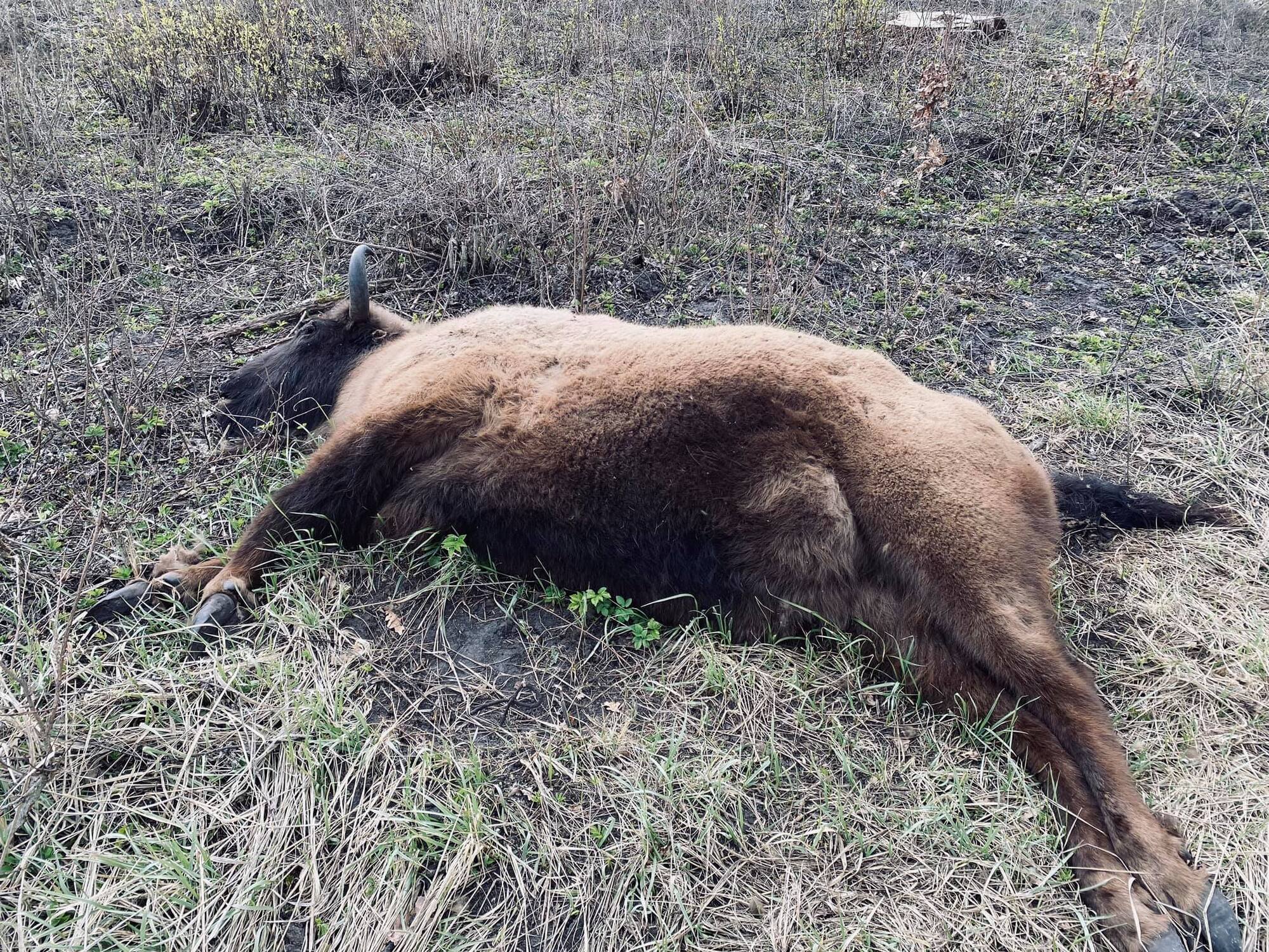 На Сумщині знайшли вбитою самку червонокнижного зубра
