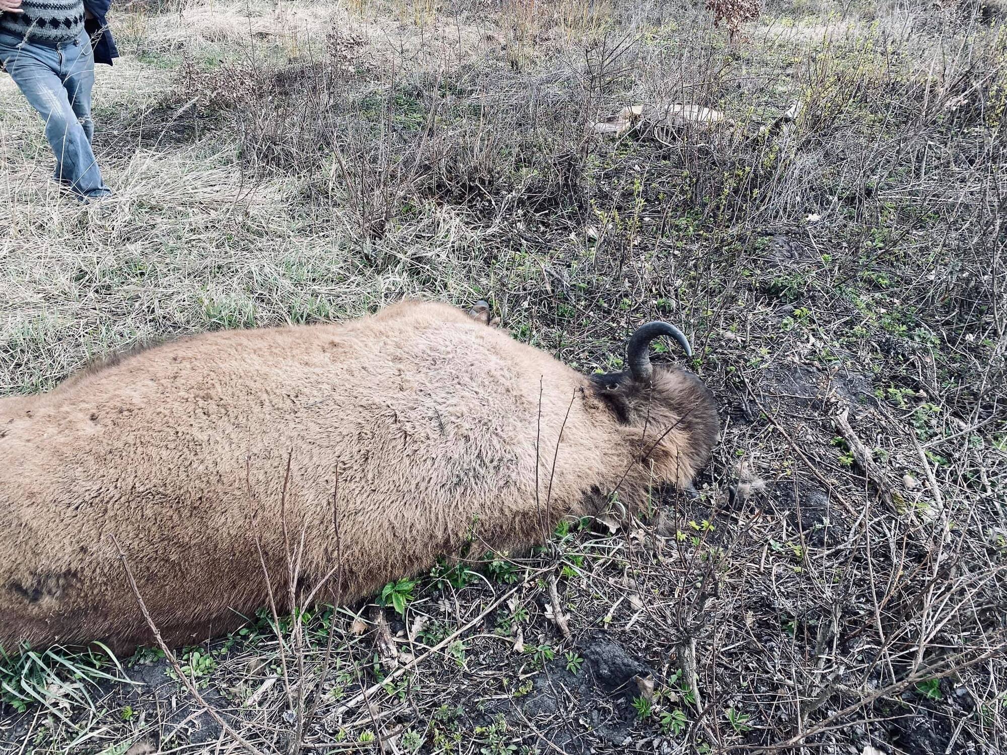 На Сумщині знайшли вбитою самку червонокнижного зубра
