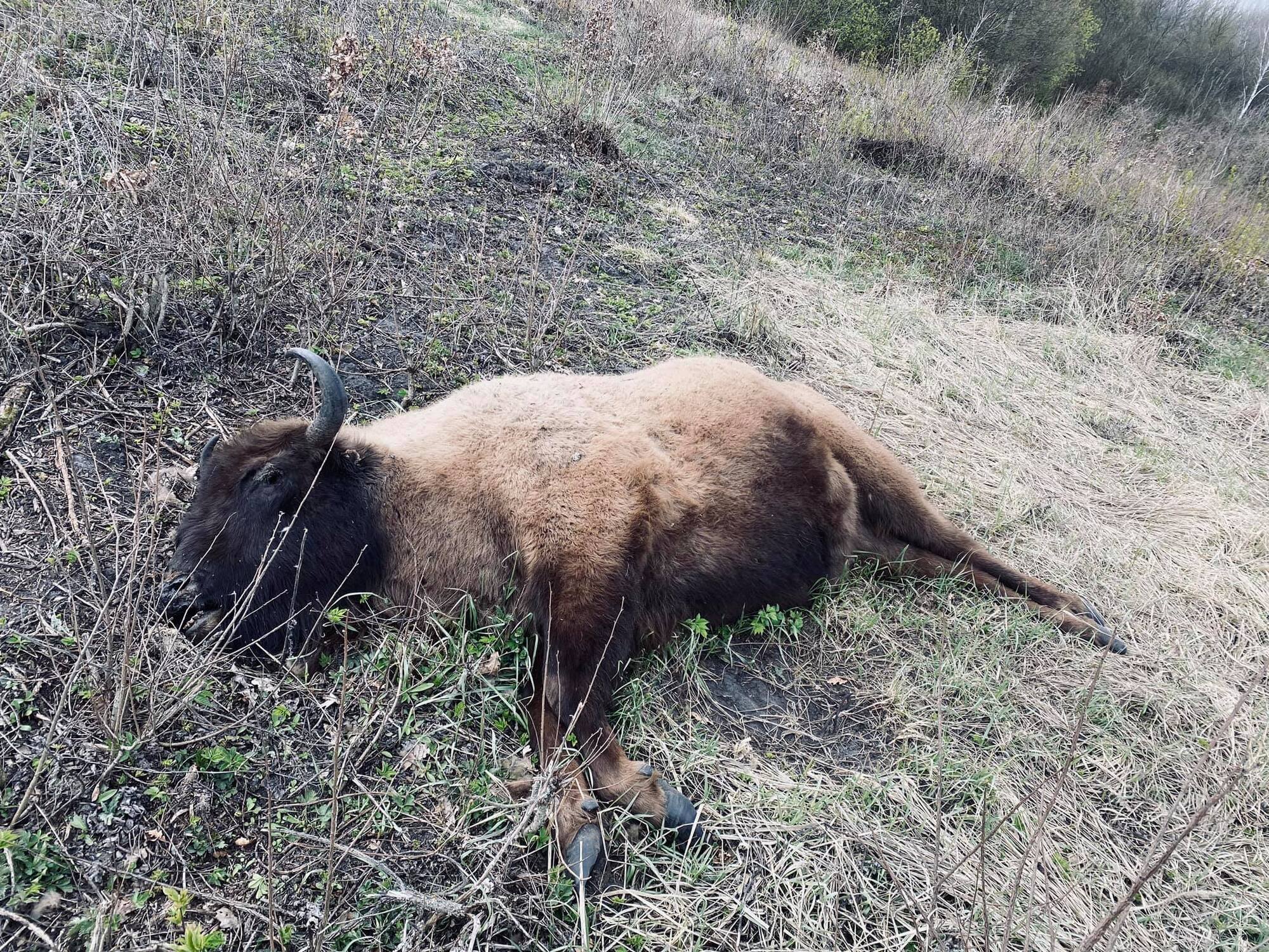 На Сумщине нашли убитой самку краснокнижного зубра