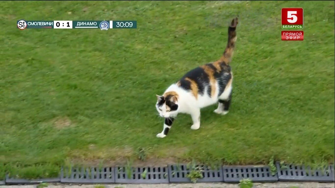 Толстый кот попытался сорвать матч чемпионата Беларуси по футболу