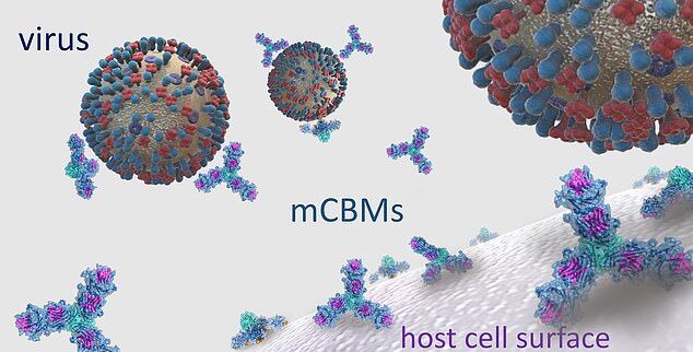 Препарат (показанный как mCBMs) работает, связываясь с вирусом и блокируя его от попадание на клетки дыхательных путей