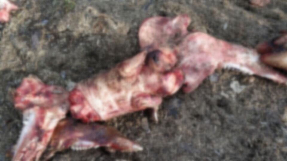 В Карпатах неизвестные выбросили на берег реки останки животных