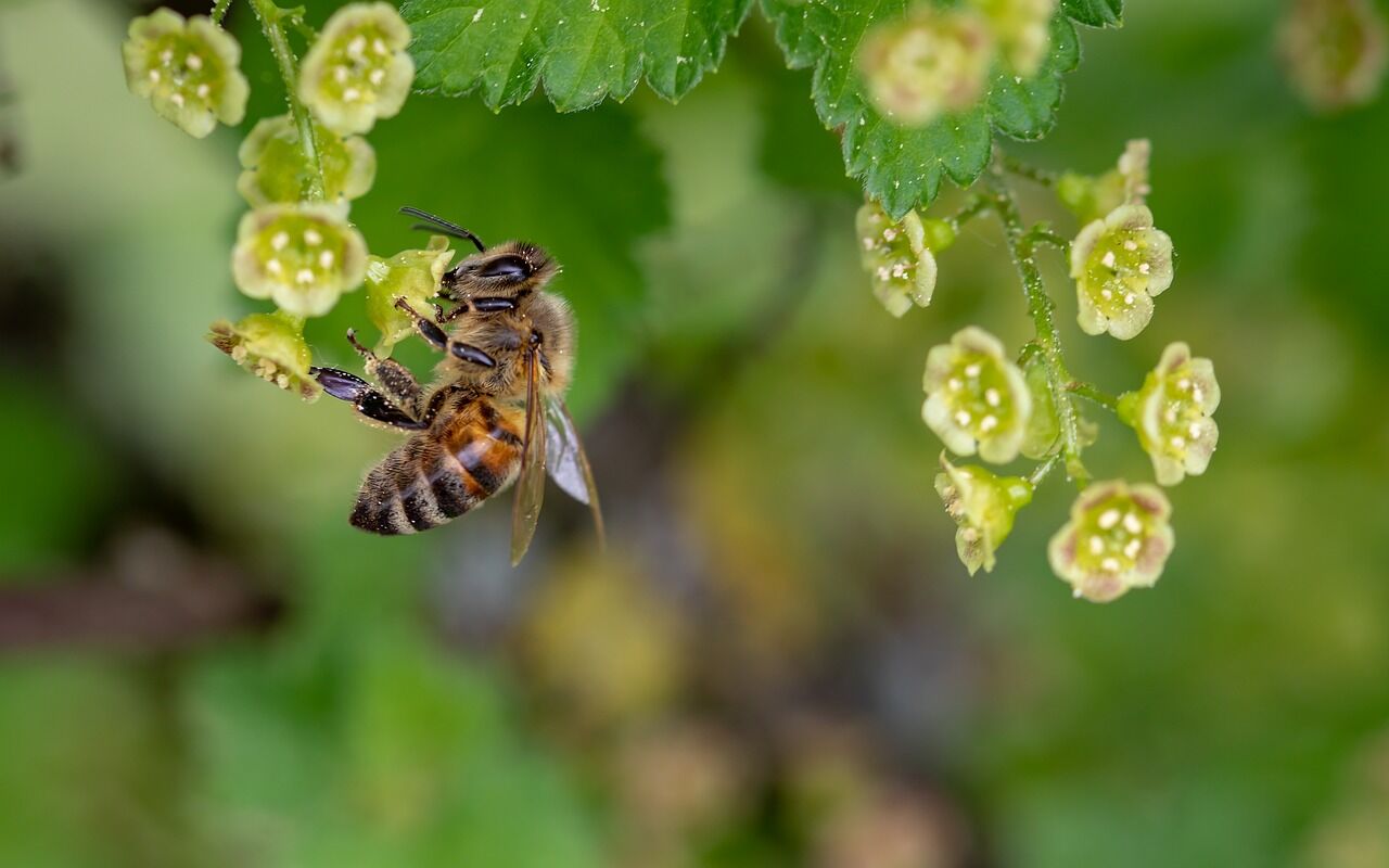 В народе пчела издавна считалась священным насекомым