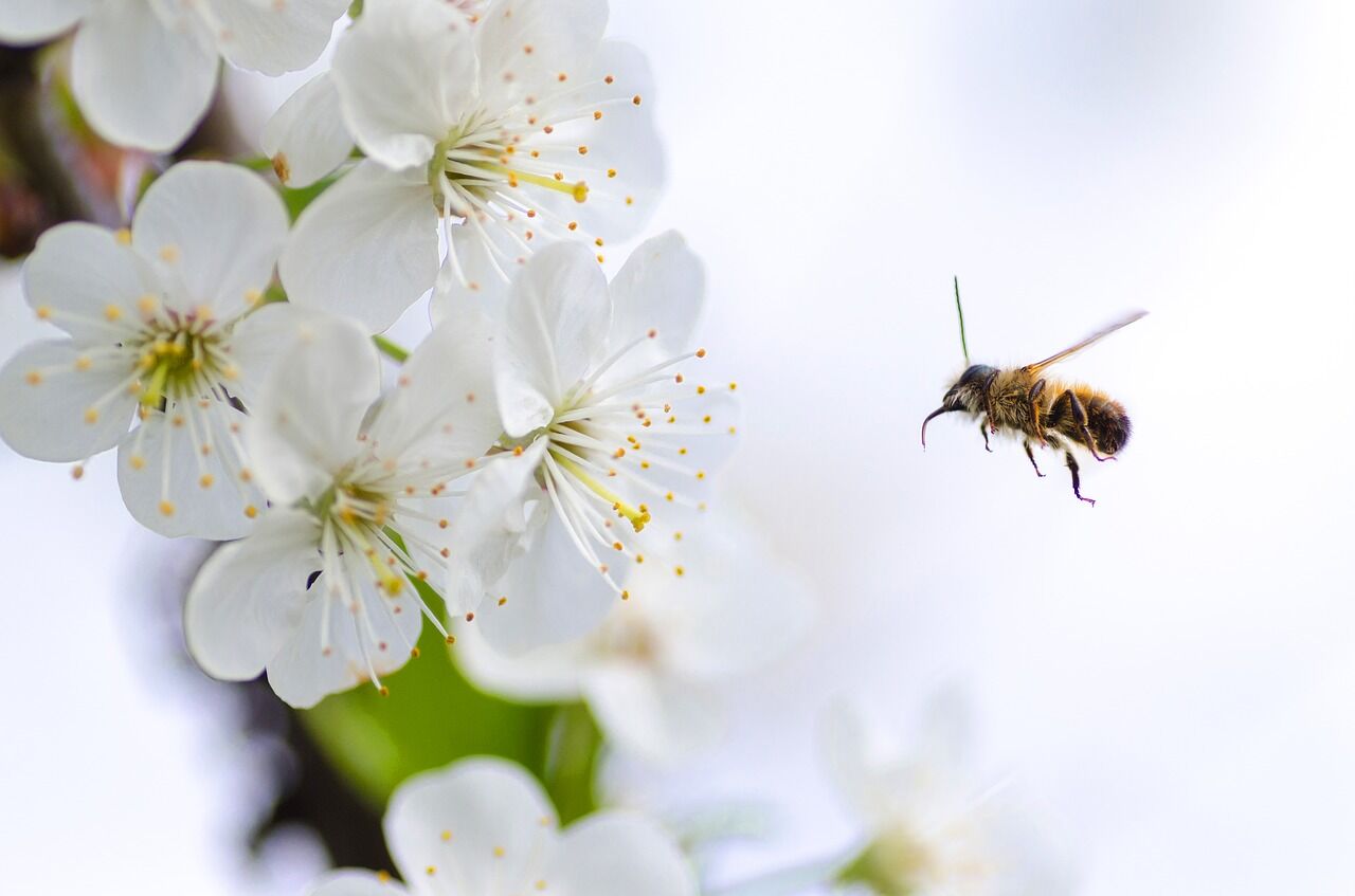 Зосима-пчельник отмечается 30 апреля
