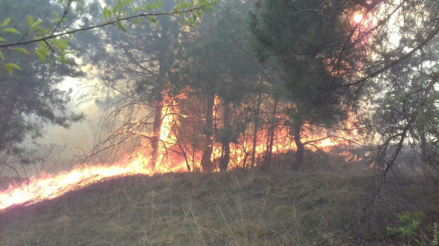 На севере Одесской области горит лес