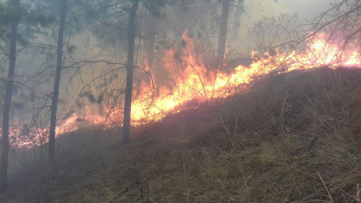 На півночі Одеської області горить ліс