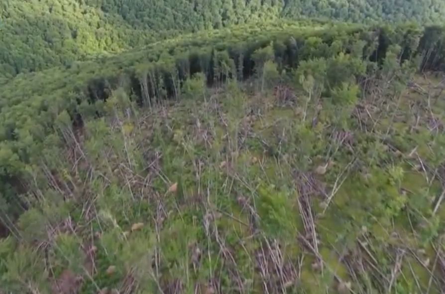 На Закарпатті СБУ викрила масштабне розкрадання лісів на 14 млн грн