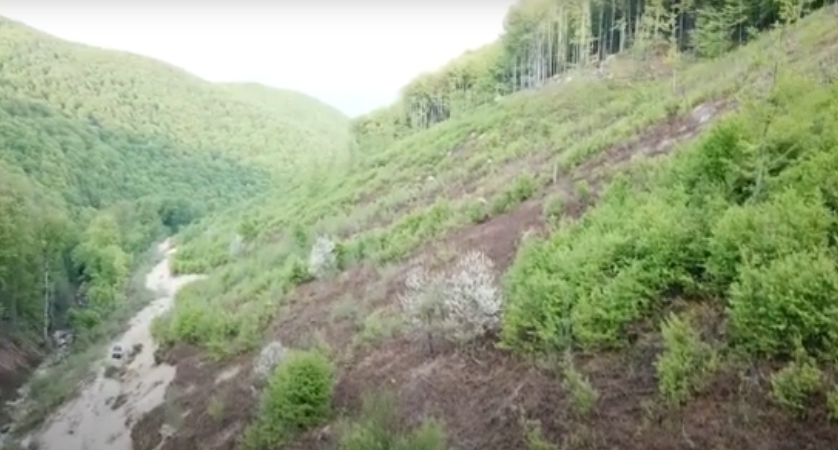 На Закарпатті СБУ викрила масштабне розкрадання лісів на 14 млн грн