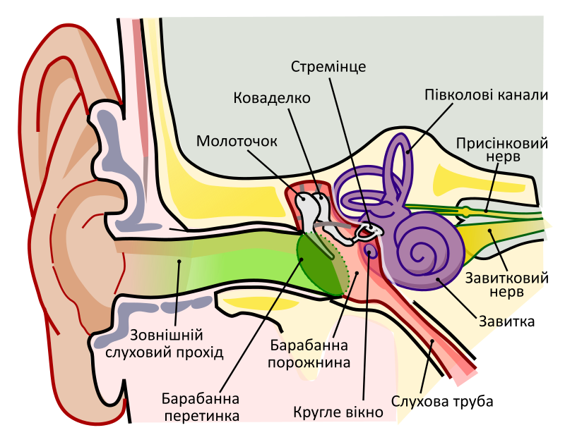 Будова людського вуха