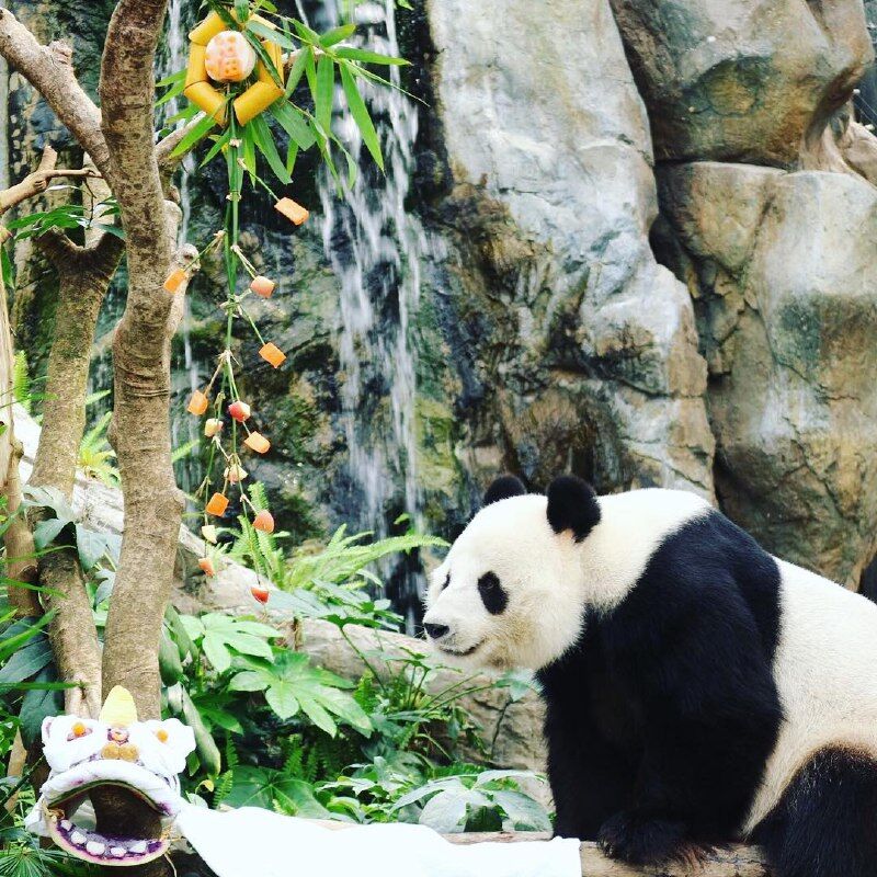 Как коронавирус влияет на природу: в зоопарке Гонконга впервые за 10 лет начали размножаться панды