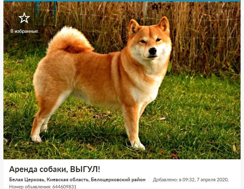 В Украине из-за карантина начали сдавать собак в аренду: сколько просят