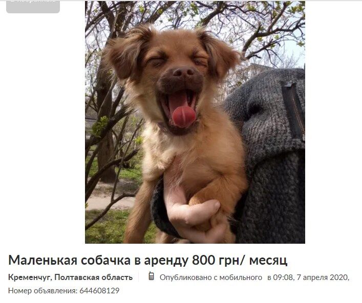 В Украине из-за карантина начали сдавать собак в аренду: сколько просят