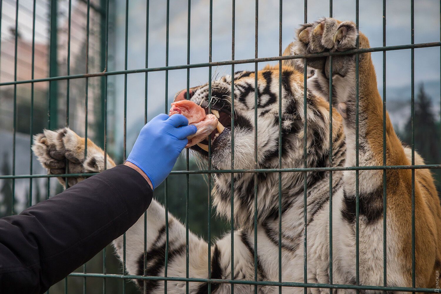 Одеський контактний зоопарк просить грошей на корм тваринам