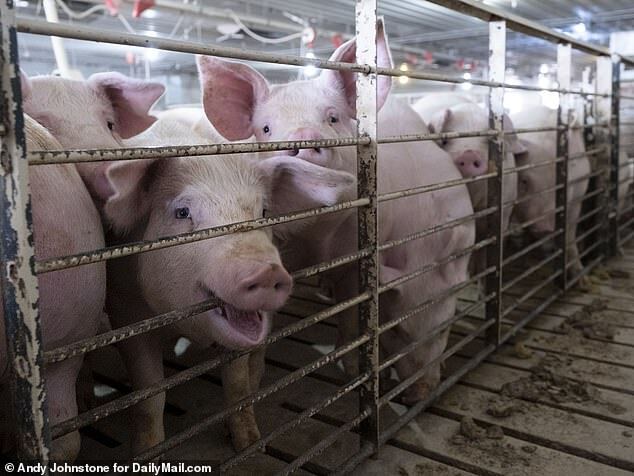 У США через COVID-19 доведеться вбити тисячі свиней