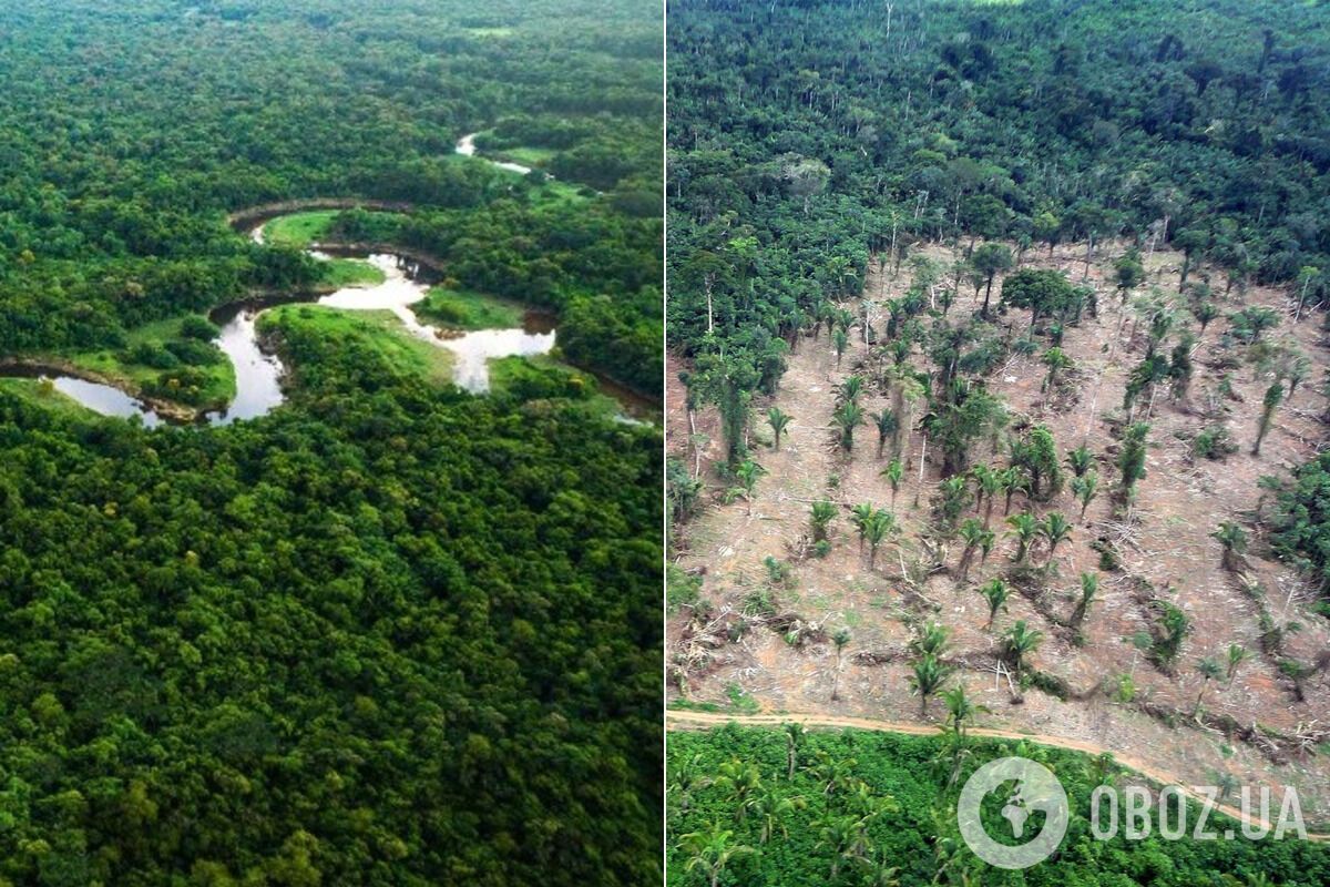 Масштаби вирубування лісів у Амазонії