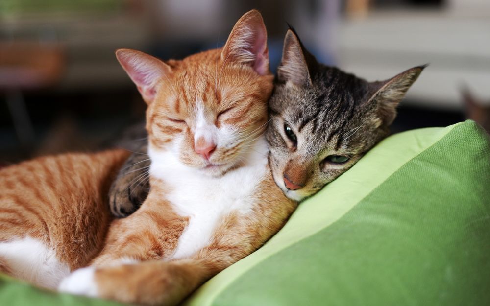 В США узнали, что коты могут заражать друг друга COVID-19