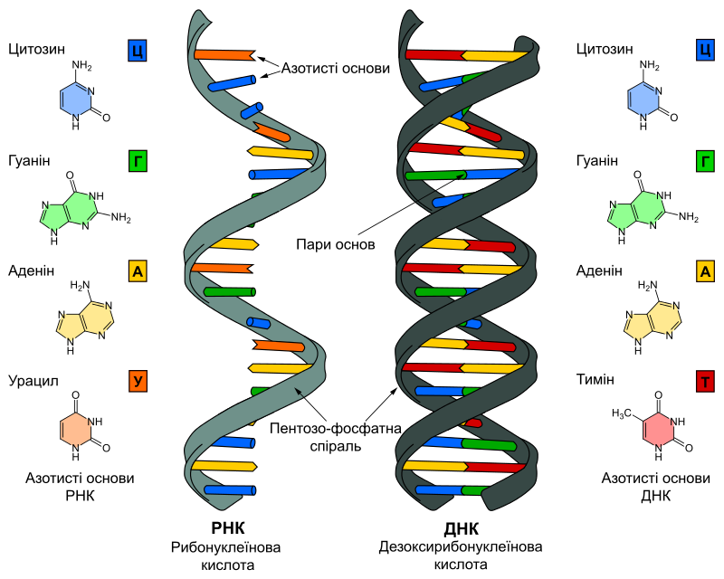 Структура молекулы ДНК