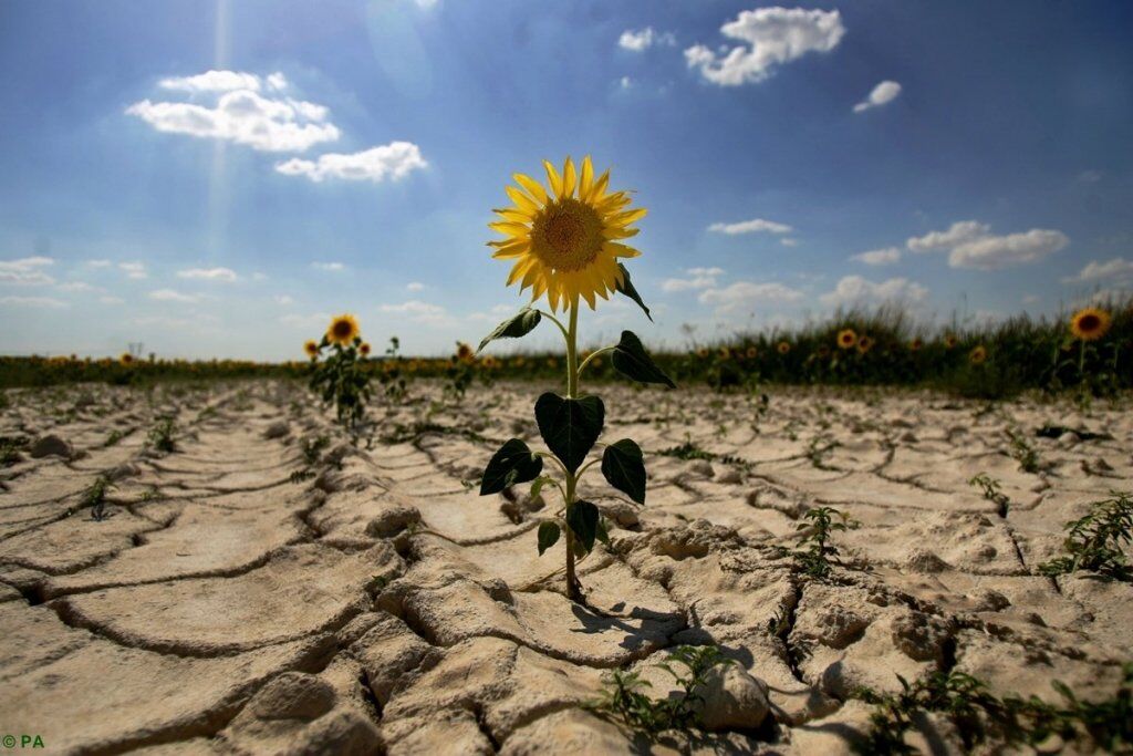 Україну чекає посуха і заморозки: синоптики дали прогноз погоди на травень