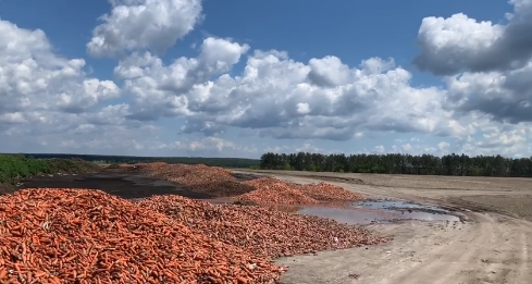 Под Киевом выбросили на свалку тонны моркови