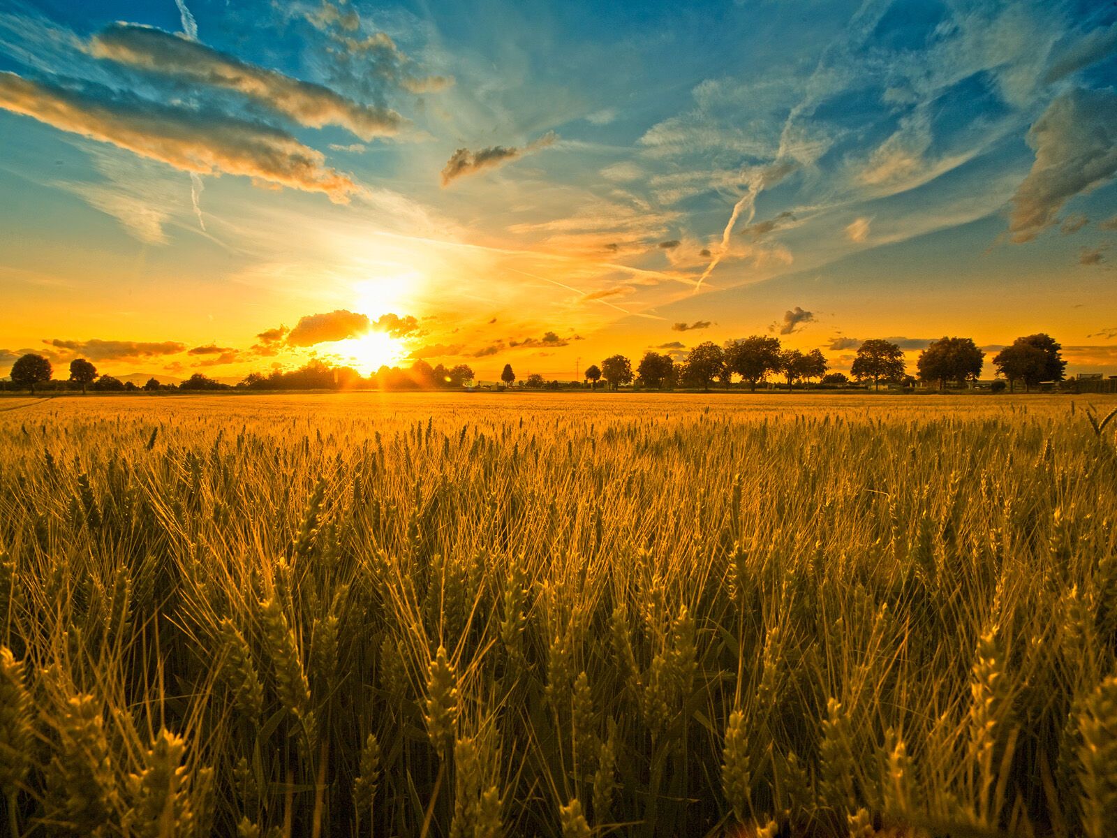 В Іванів день селяни сіяли пшеницю