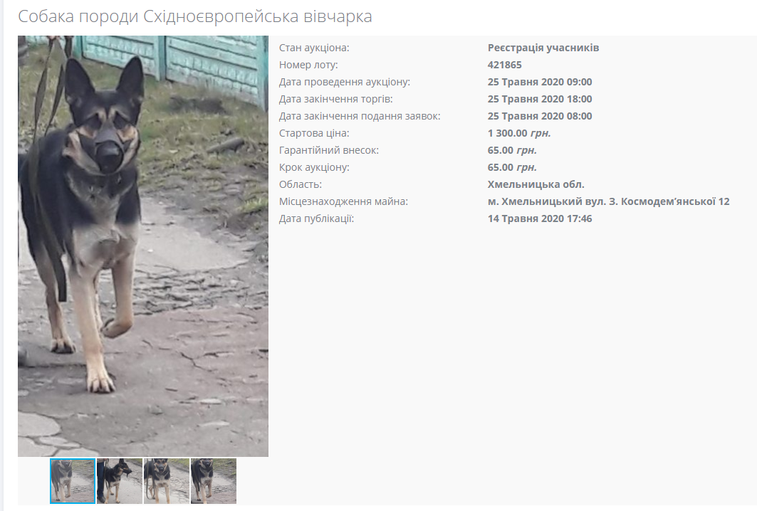 В СЕТАМ выставили на онлайн торги собак