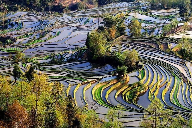 Рисовые террасы Хунхэ-Хани: холмы из множества равнин