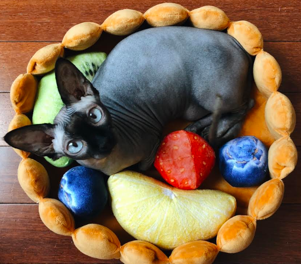 Кровать с фруктами для кота