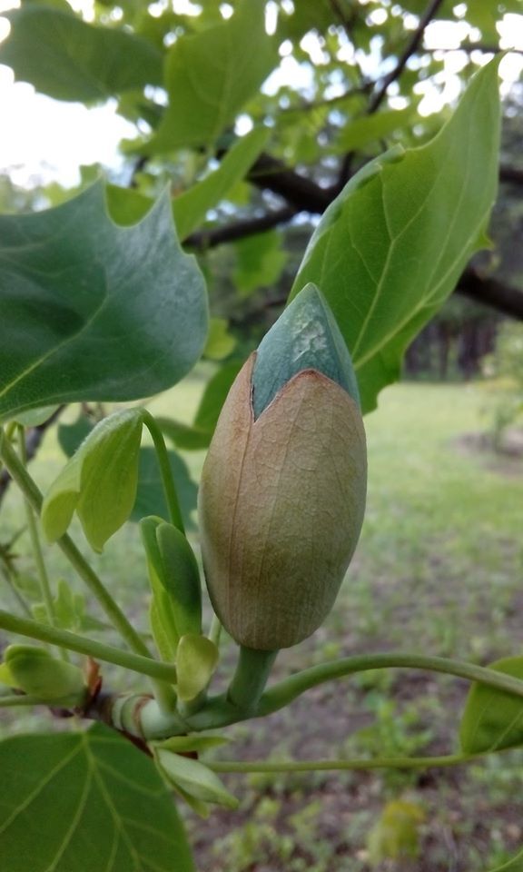 Бутон лириодендрона