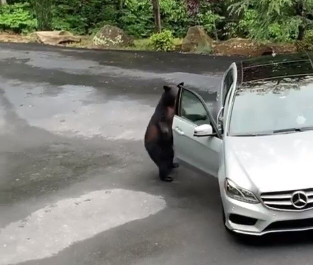 Ведмідь намагався залізти в Mercedes