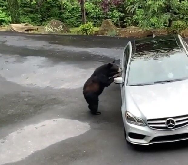 Медведь пытался залезть в Mercedes