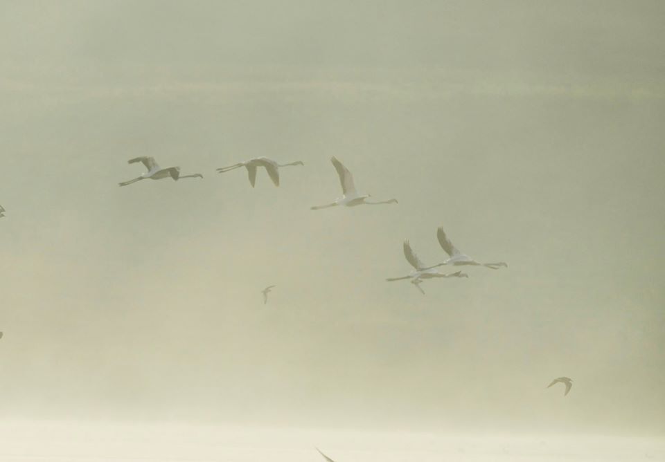 Рожеві фламінго на Тилігульському лимані