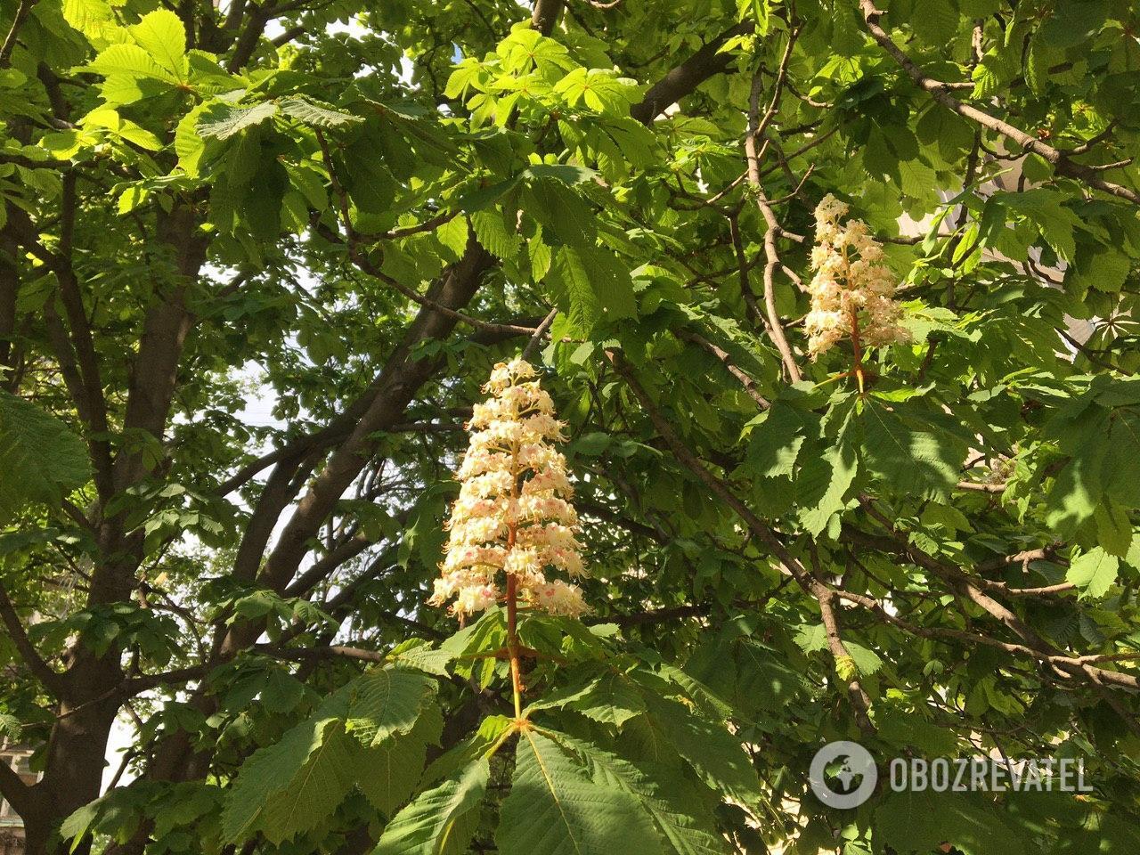 Каштаны в Днепре цветут и радуют