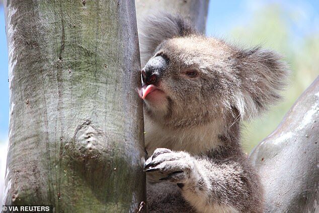 Ученые узнали, как пьют коалы