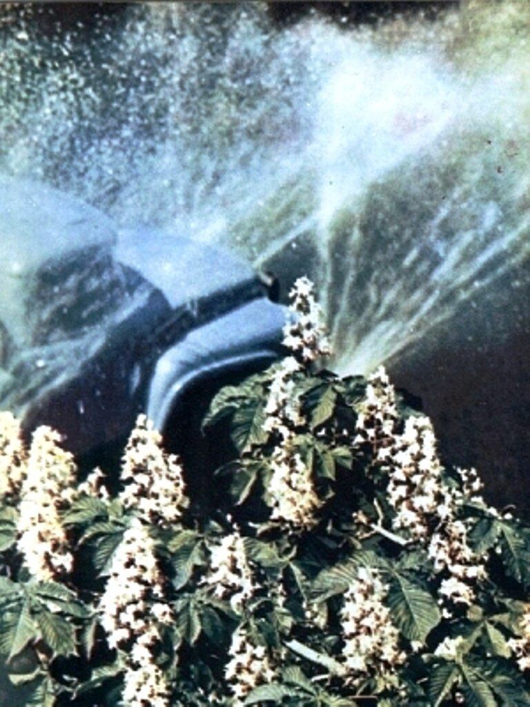 Каштани у Києві