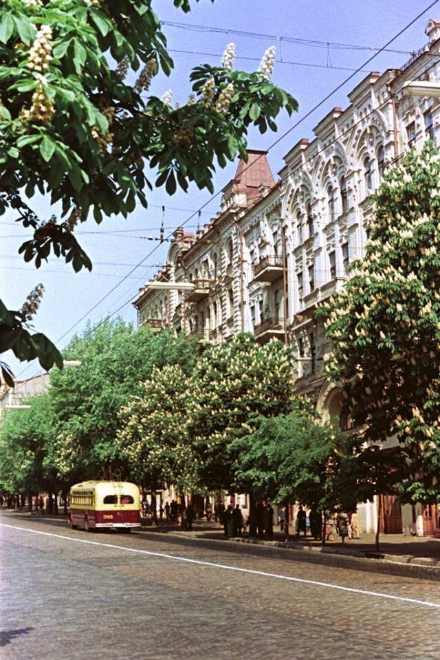 Каштаны в Киеве в 1950-ых