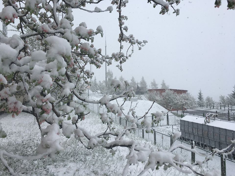 Снег в Воловце Закарпатской области