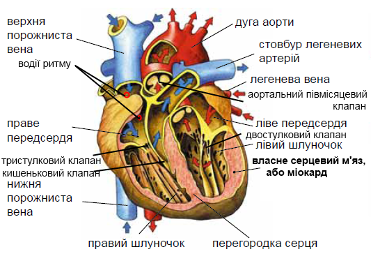 строение сердца