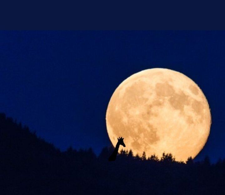 Квітковий місяць 2020: з'явилися фантастичні фото унікального явища