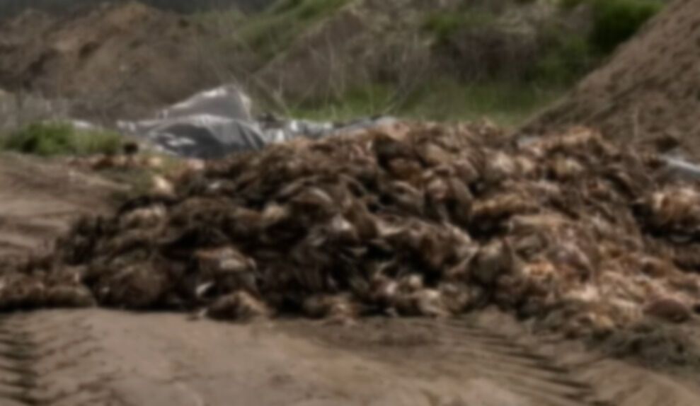 На Полтавщине в поле закопали 600 тысяч трупов кур