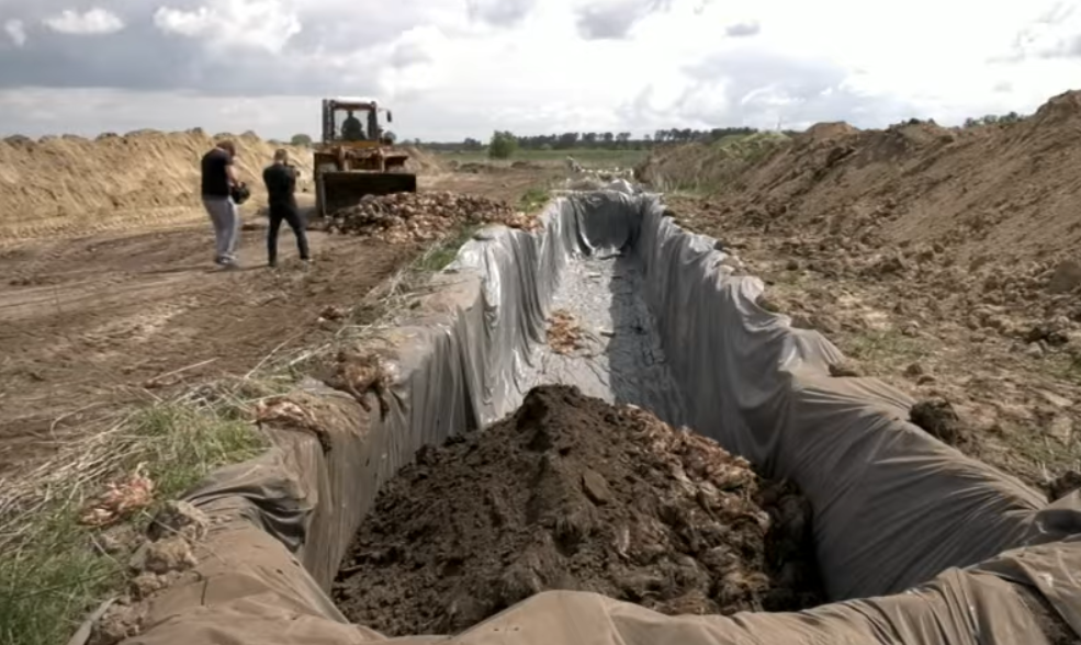 На Полтавщині в полі закопали 600 тисяч трупів курей