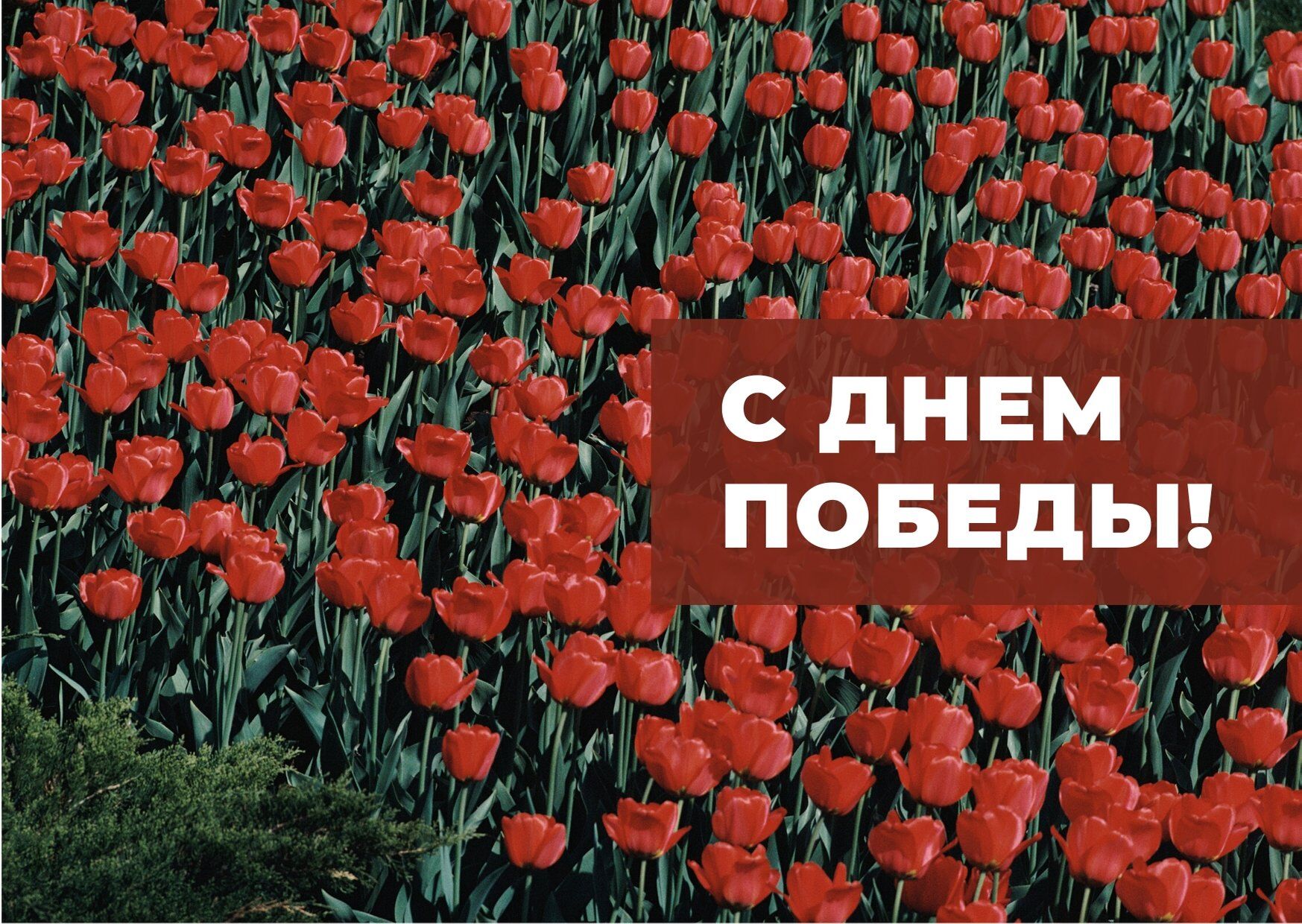 Поздравление на 9 мая