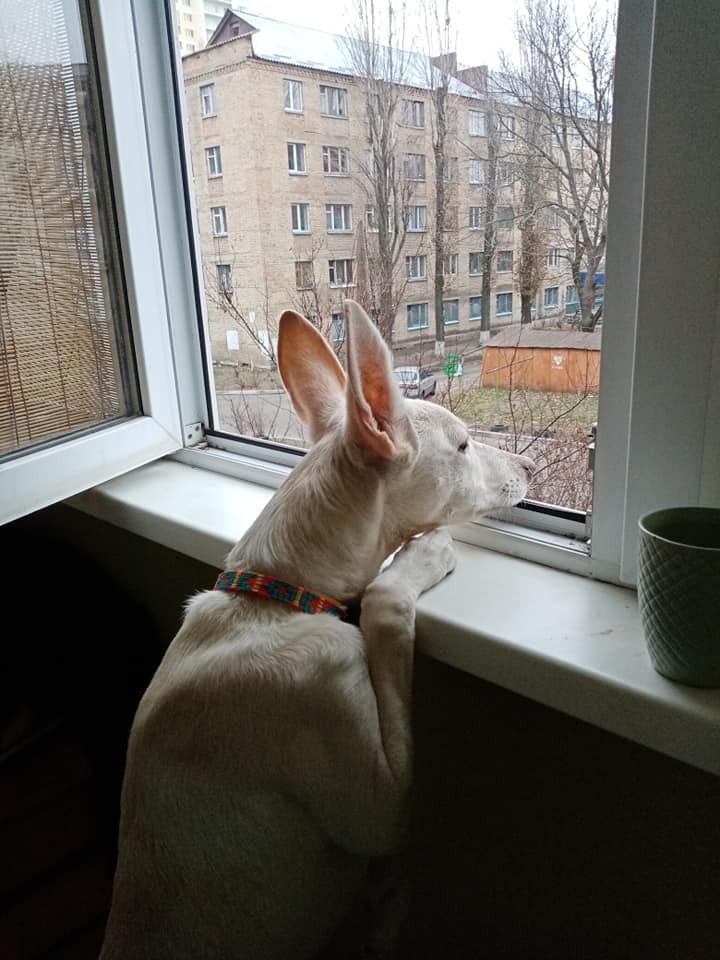 Собака з найдовшими вухами в Україні