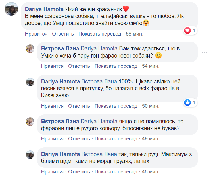 В Україні знайшли собаку з найвищими вухами: її фото підкорили мережу